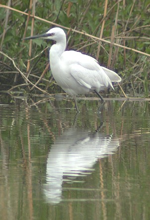 Kleinezilverreiger050503D